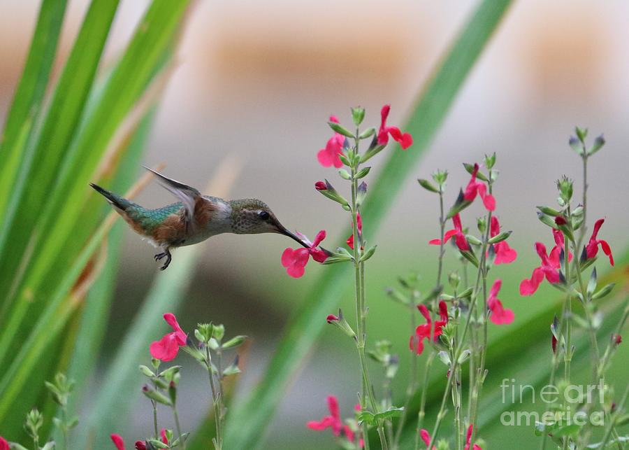 Hummingbird Salvia World Photograph by Carol Groenen