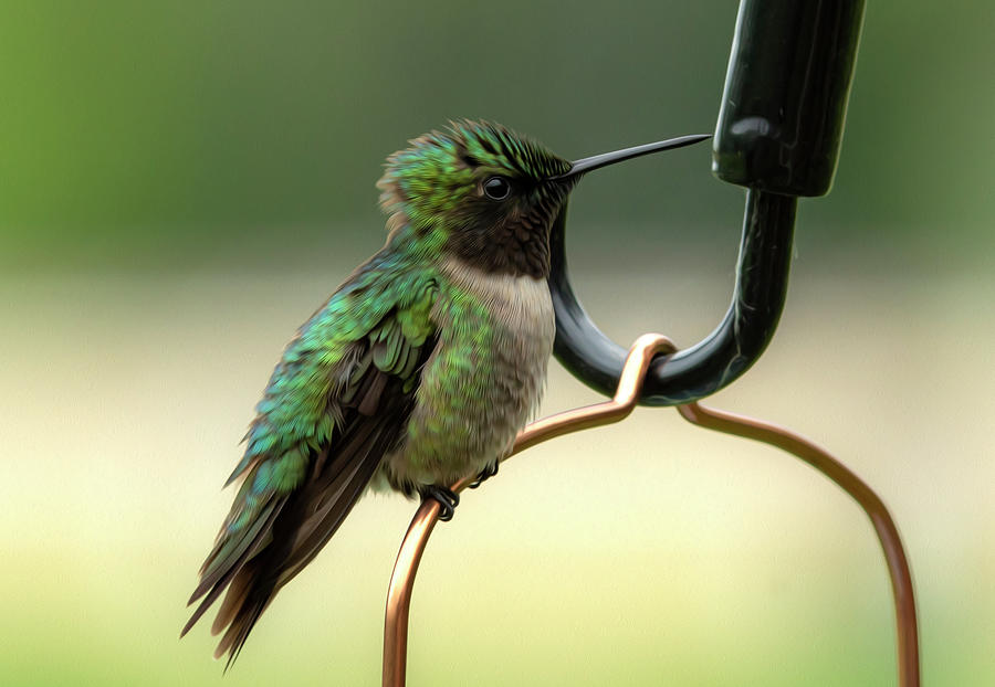 Hummingbird  Photograph by Sandra Js