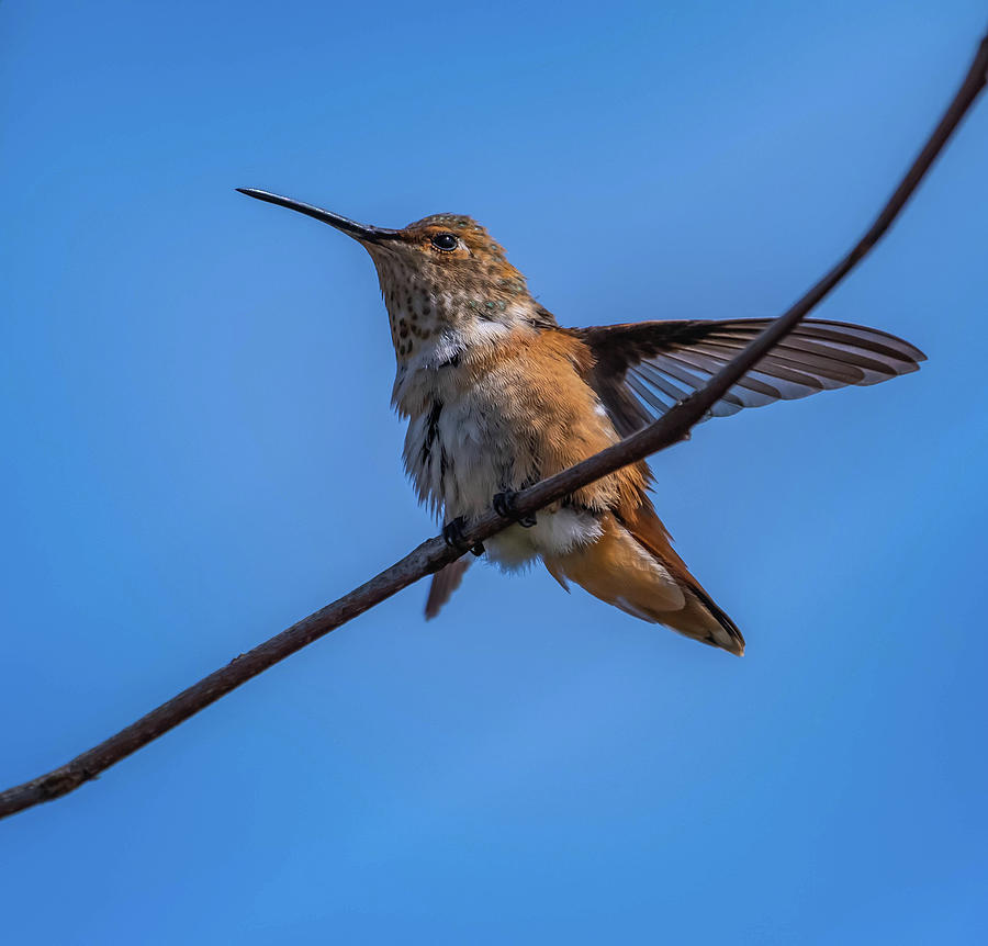 Hummingbird series 1 Photograph by Bruce Pritchett
