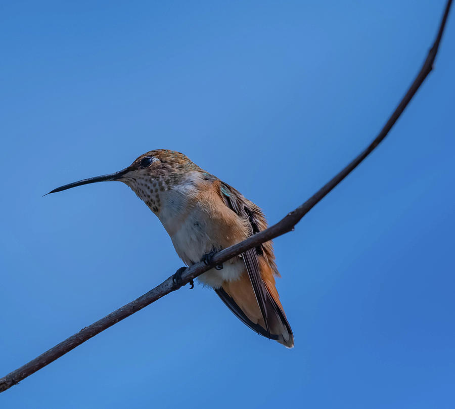 Hummingbird series 2 Photograph by Bruce Pritchett