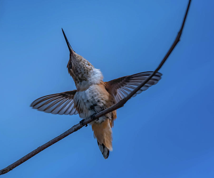 Hummingbird series 3 Photograph by Bruce Pritchett