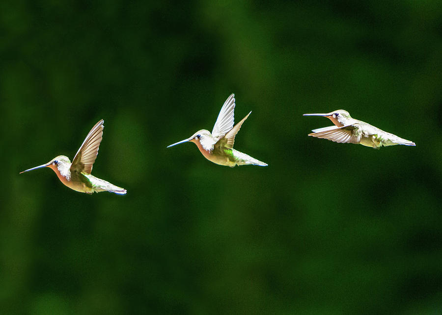 Hummingbird Series Photograph by Rod Kaye