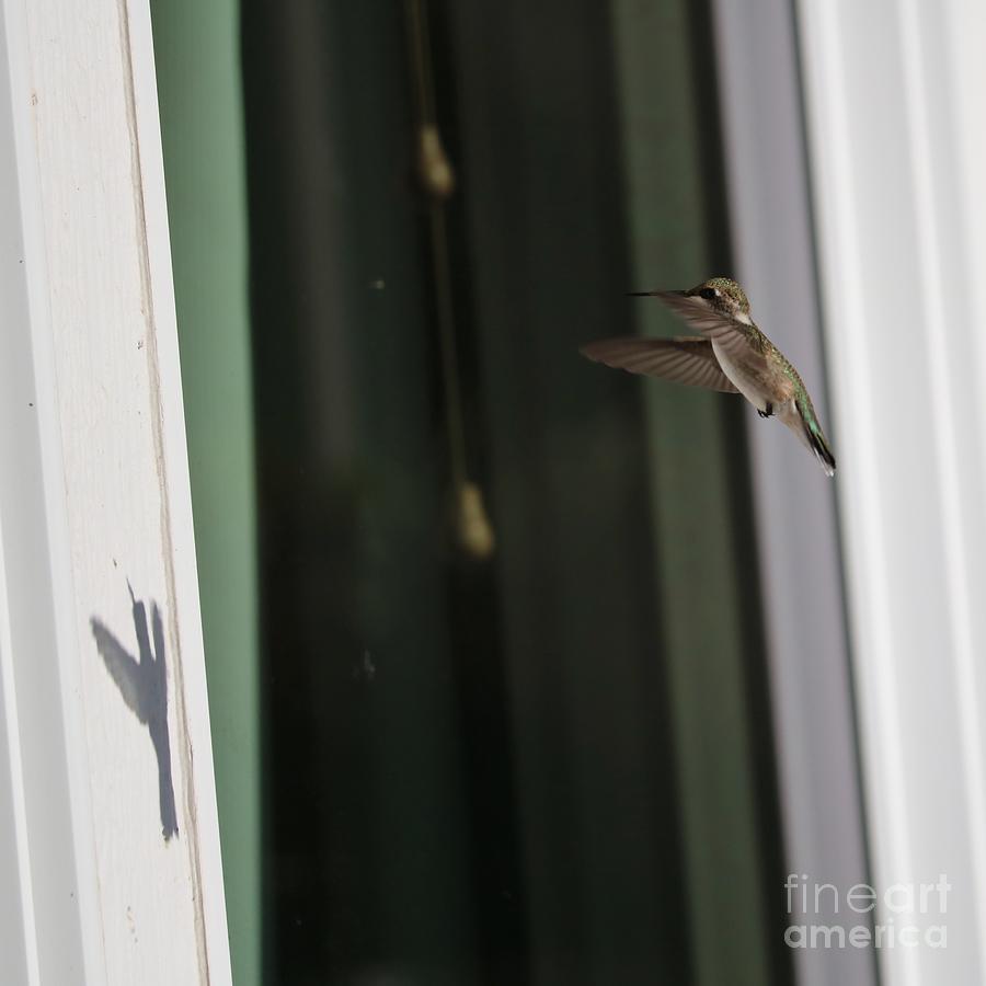 Hummingbird Shadow Photograph by Carol Groenen