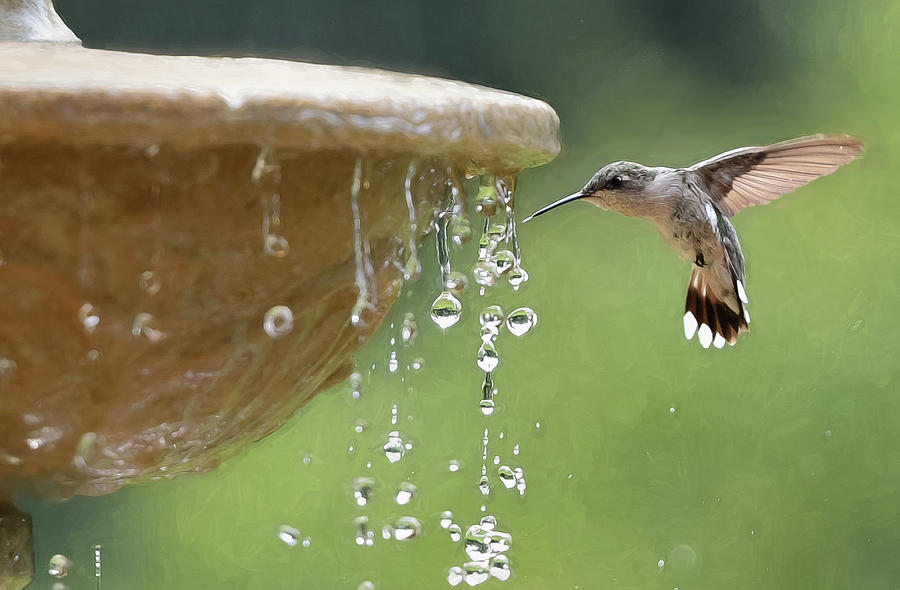 Hummingbird Shower  Photograph by Mary Lynn Giacomini
