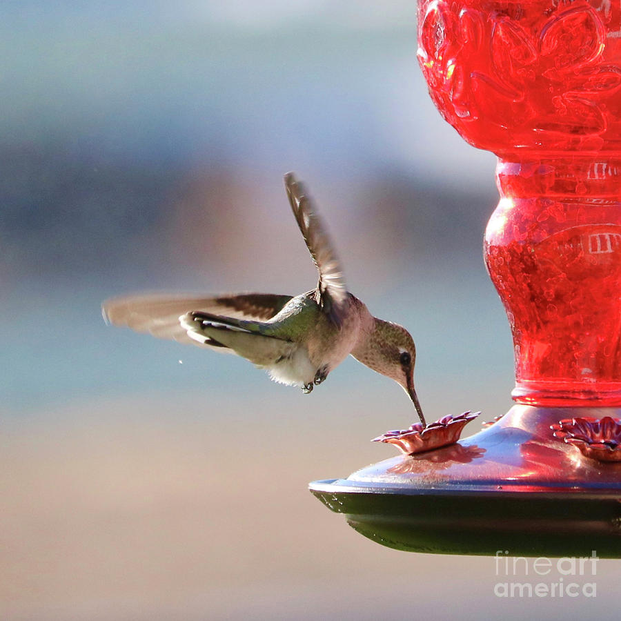 Hummingbird Side Sip Square Photograph by Carol Groenen