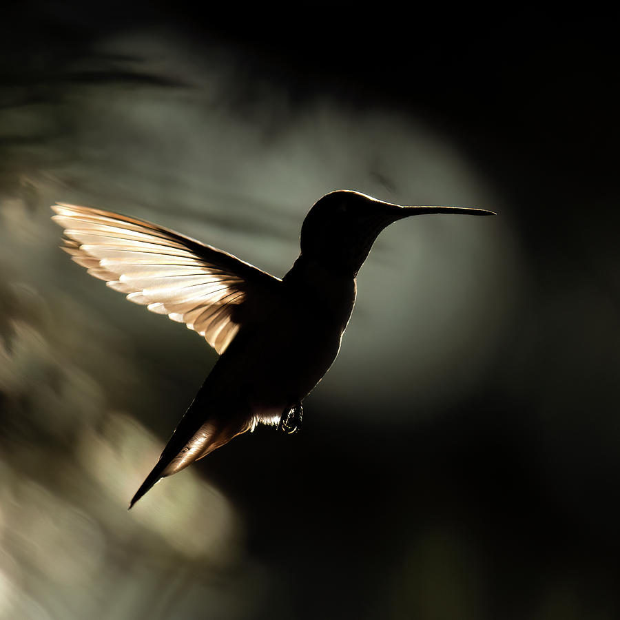 Hummingbird Silhouette at Sunset Photograph by Dawn Key