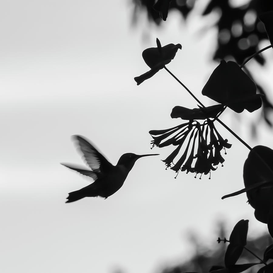 Hummingbird Silhouette - Black and White Square Photograph by Patti Deters
