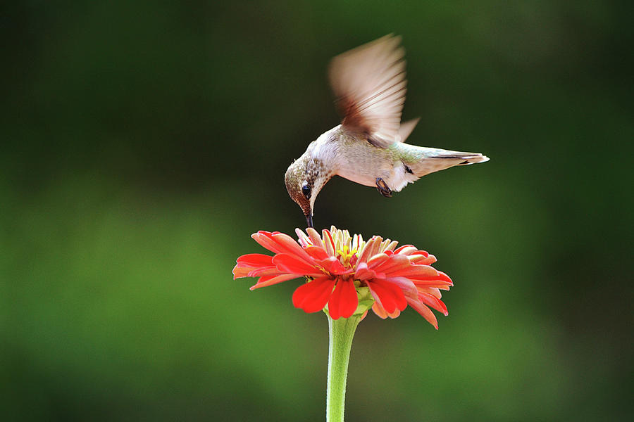 Hummingbird Sipping From Zinnia Flower Photograph