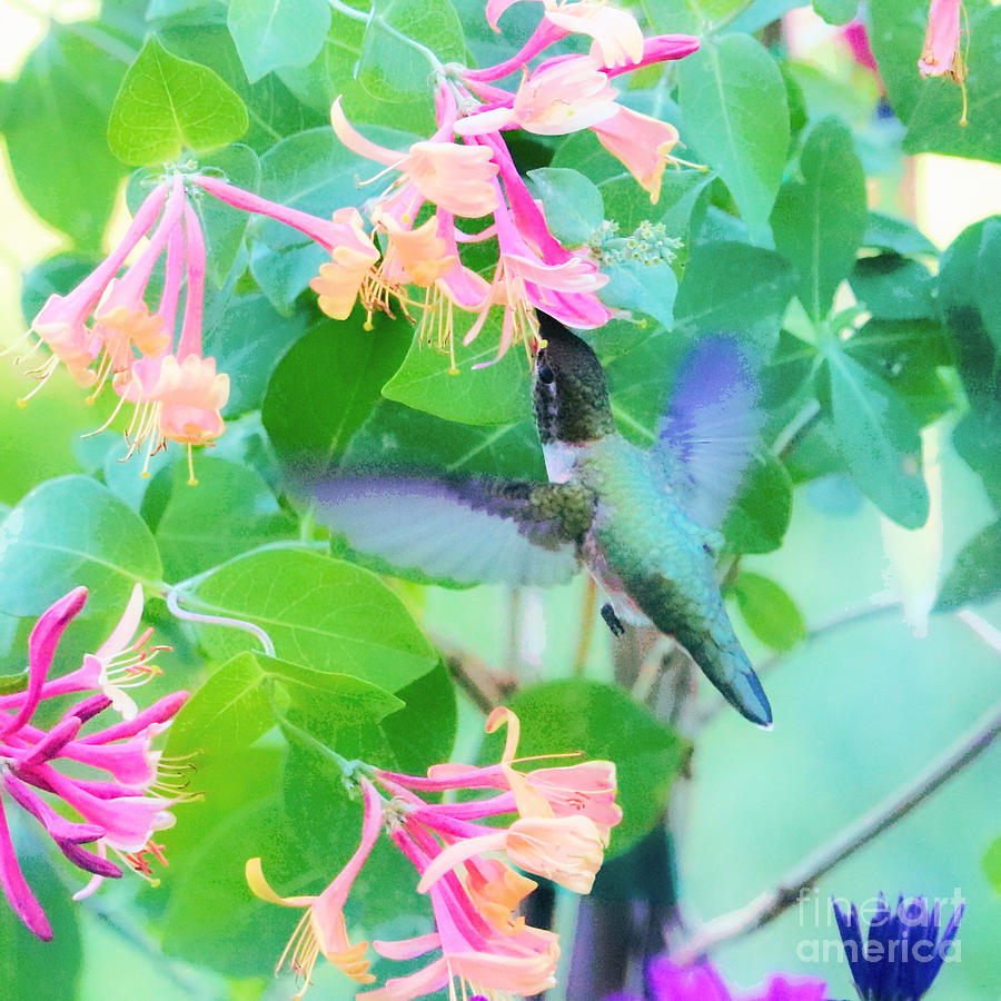 Hummingbird Sipping Honeysuckle Digital Art Photograph by Carol Groenen