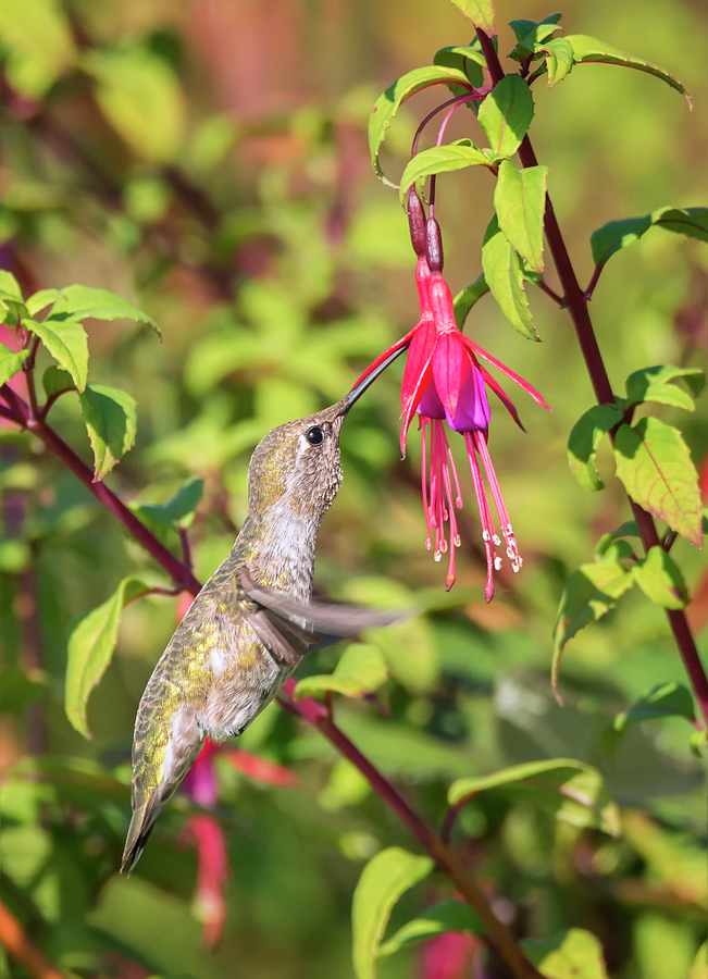 Hummingbird Sipping Nectar Photograph by Loree Johnson