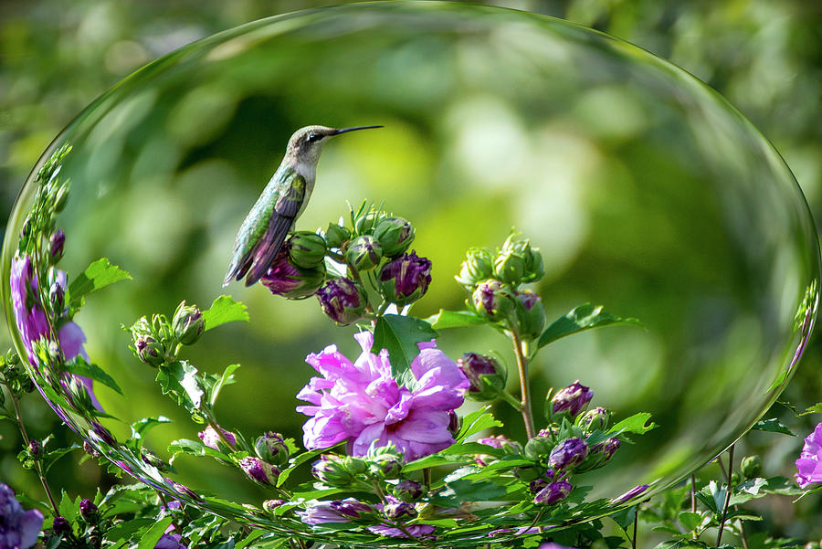 Hummingbird Sitting Photograph by Diane Lindon Coy