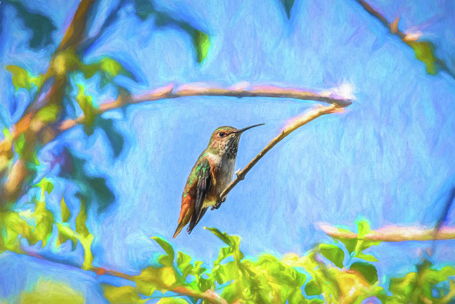 Hummingbird Sitting Pretty  Impression I  Mixed Media by Linda Brody