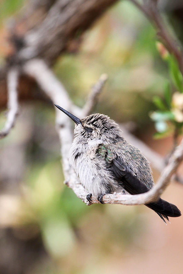 Baby Hummingbird Sleeping On A Tree Branch Photograph