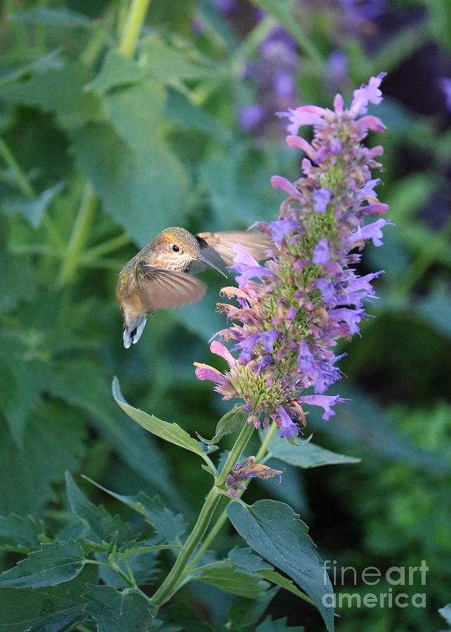 Hummingbird Spotlight Photograph by Carol Groenen