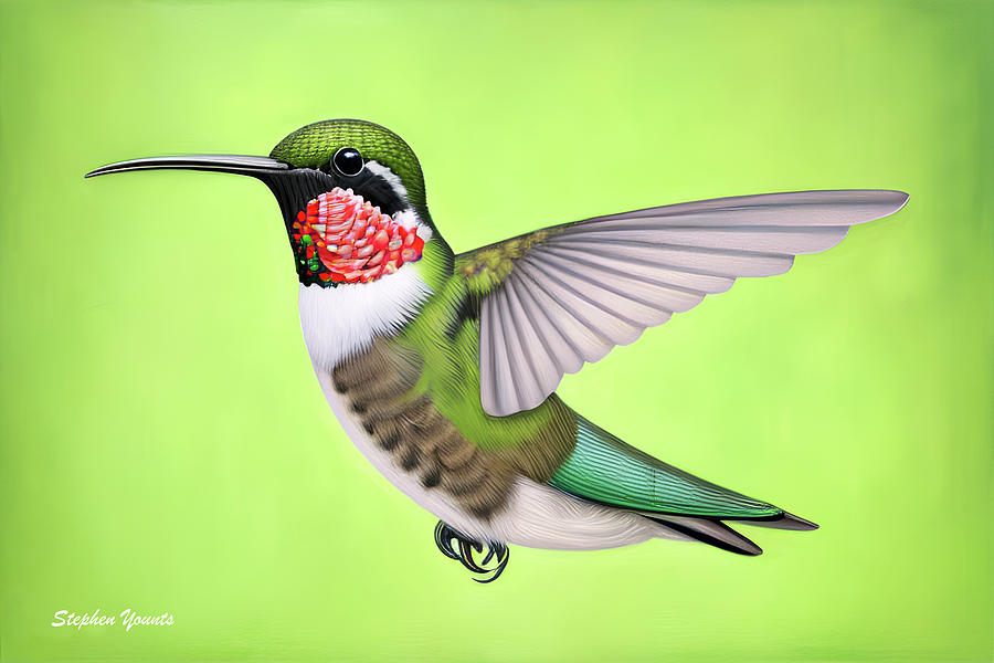 Hummingbird Digital Art by Stephen Younts