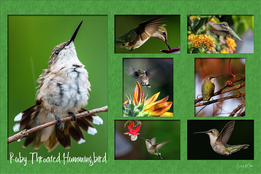 Hummingbird Story Photograph by Eric Miller