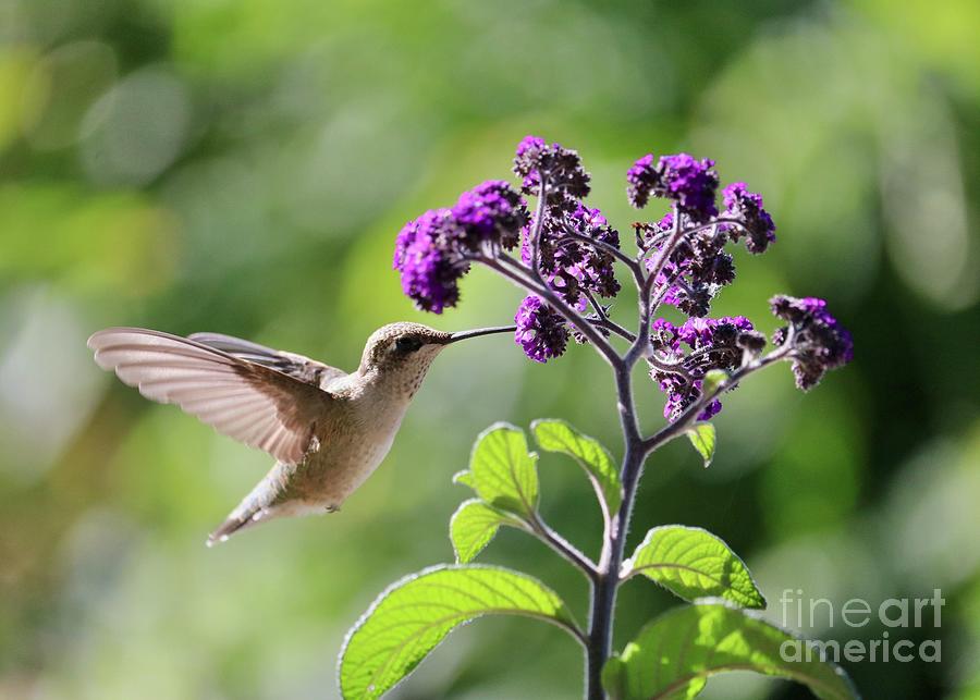Hummingbird Sunshine and Purple Flowers Photograph by Carol Groenen