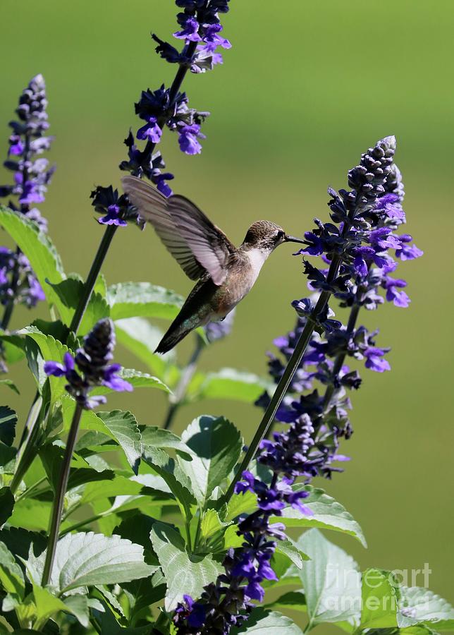 Hummingbird Surrounded by Flowers Photograph by Carol Groenen
