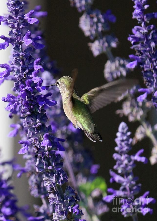 Hummingbird Surrounded by Purple Photograph by Carol Groenen