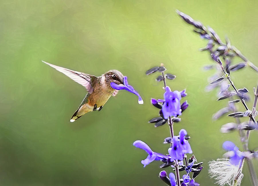 Hummingbird Take Out 1 Photograph by Mary Lynn Giacomini