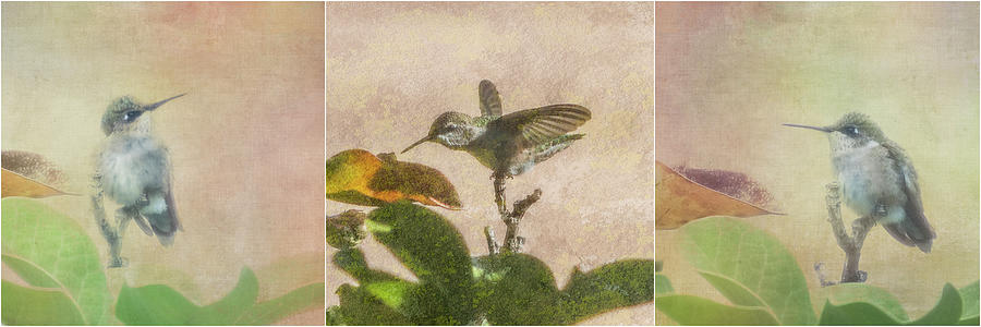 Hummingbird Texture - Triptych Photograph by Patti Deters