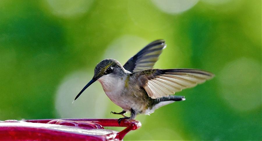 - Hummingbird Photograph by THERESA Nye