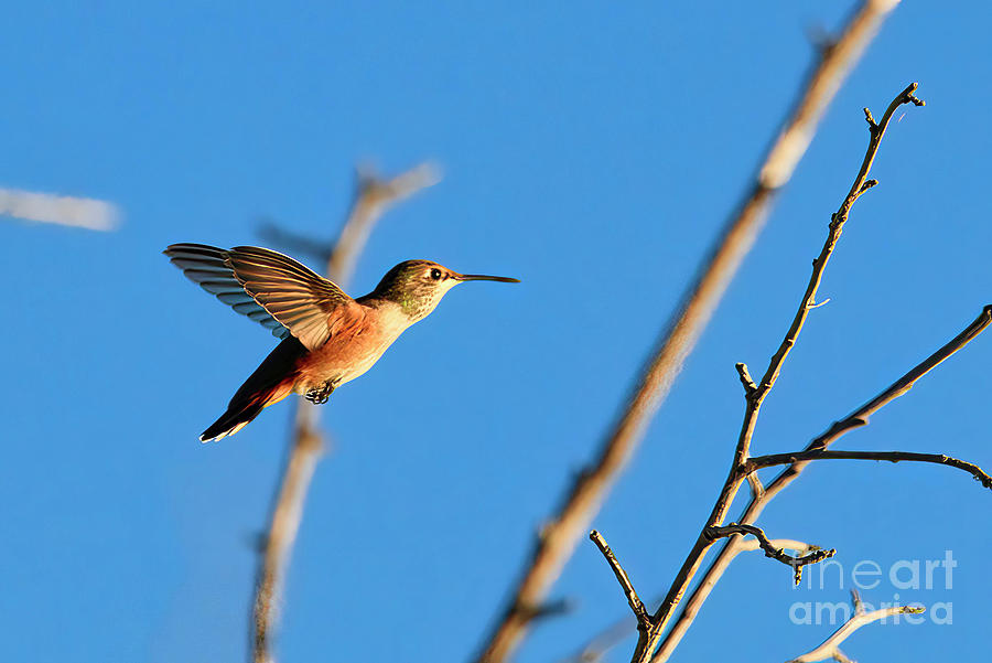 Hummingbird Photograph by Thomas Nay