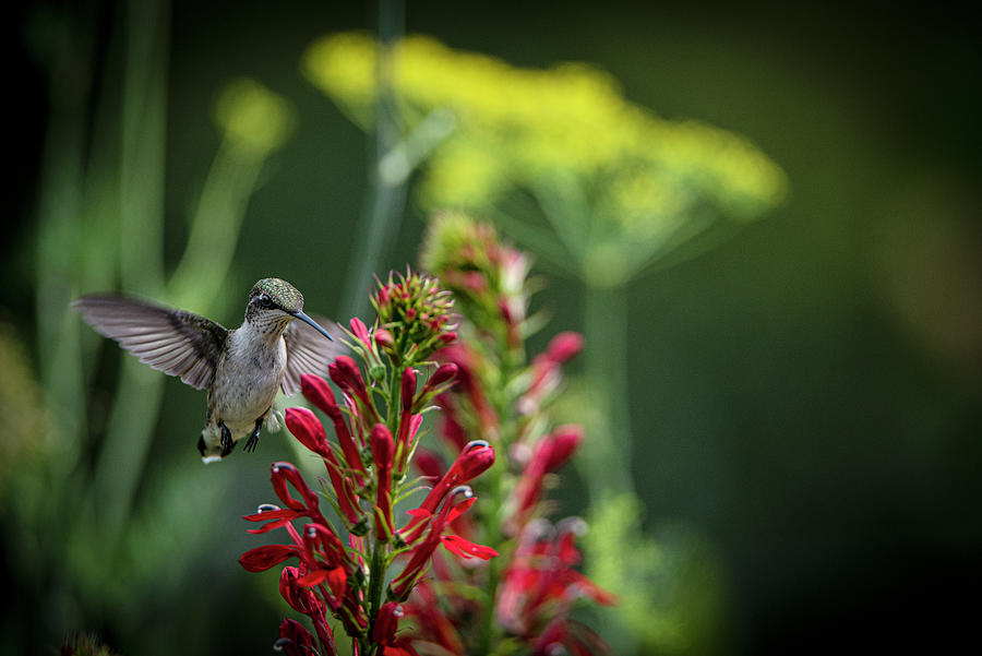 Hummingbird-Time for Lunch Photograph by Judy Wolinsky
