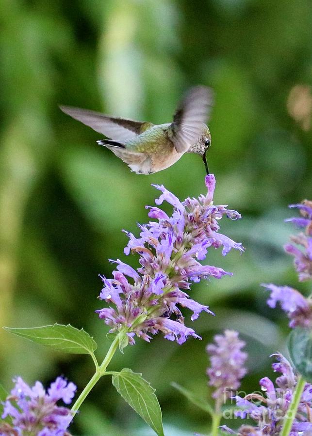 Hummingbird Tip Photograph by Carol Groenen