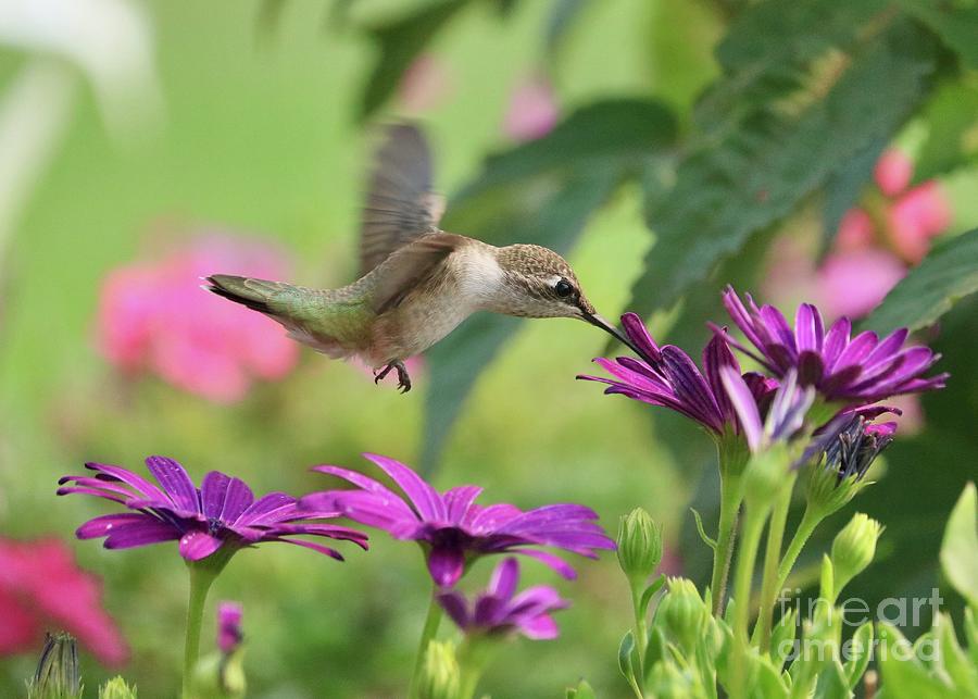Hummingbird Tip Toe through the Garden Photograph by Carol Groenen