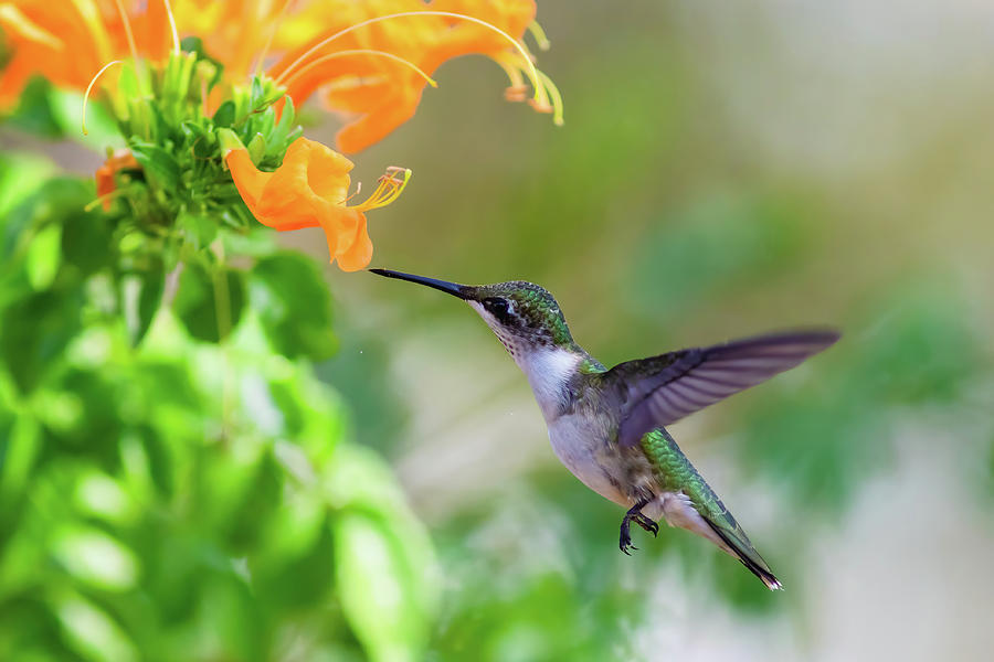 Hummingbird to a Flower Blossom Photograph by Allen Coleman - Fine Art ...