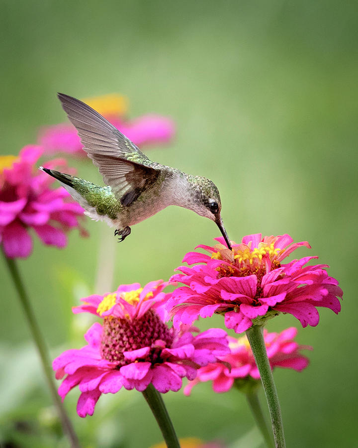 Hummingbird Toes Photograph by Deborah Penland - Fine Art America