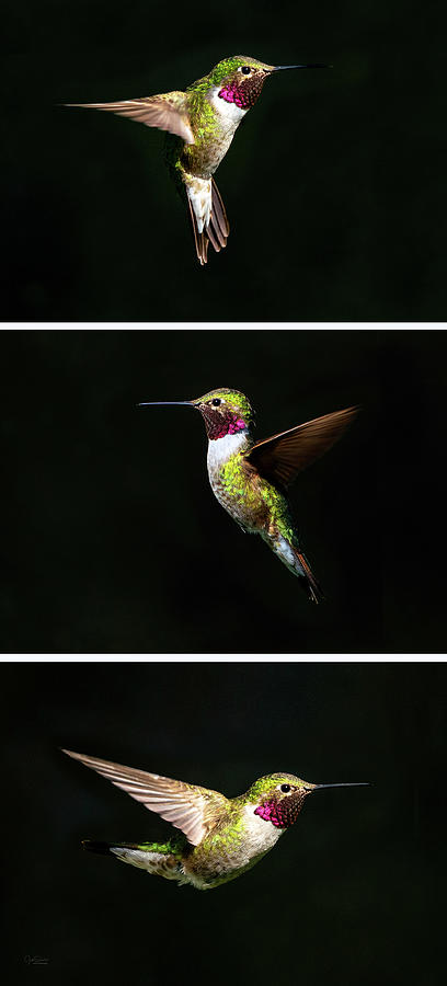 Hummingbird Triptych Photograph by Judi Dressler