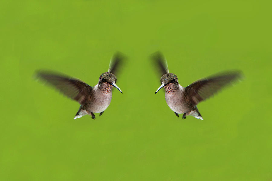 Hummingbird Twins Photograph by Lieve Snellings