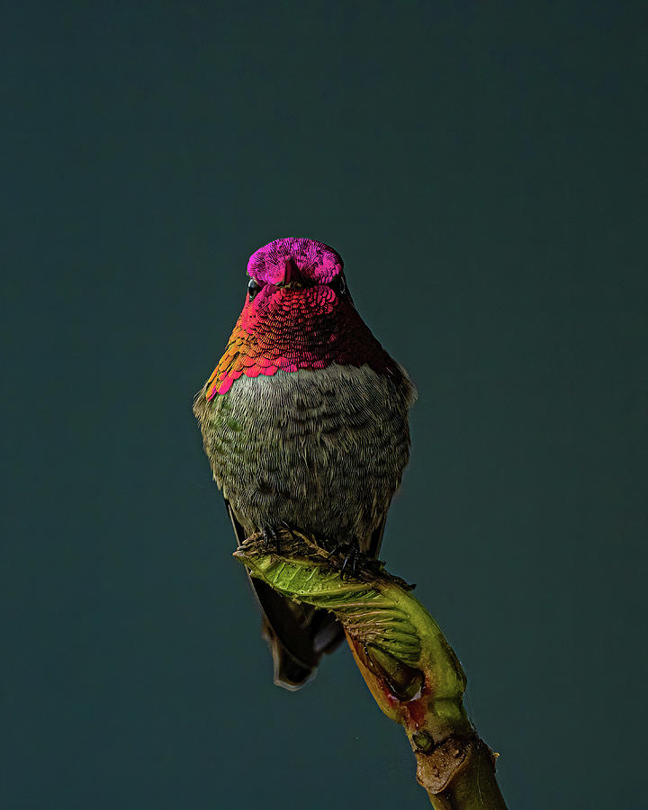 Hummingbird. Photograph by Ulrich Burkhalter