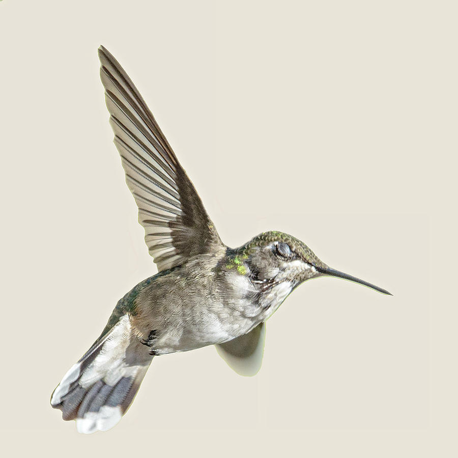 Hummingbird Untitled Photograph by Paul Vitko