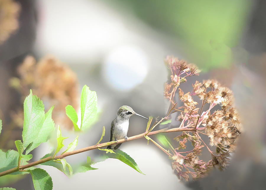 Hummingbird Viewing Summer Garden  Photograph by Mary Lynn Giacomini
