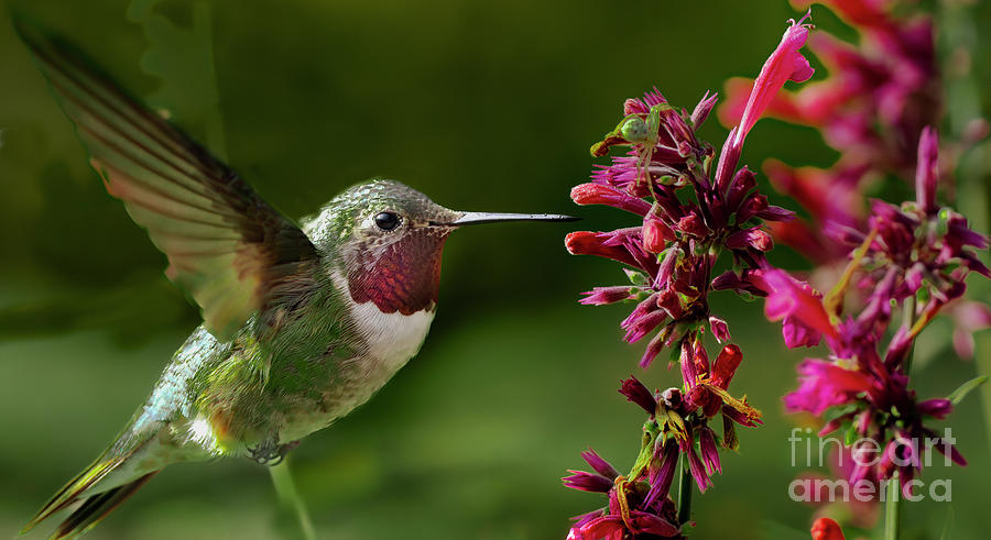 Bird Photograph - Hummingbird Visiting Agastache Flowers by Jim Wilce