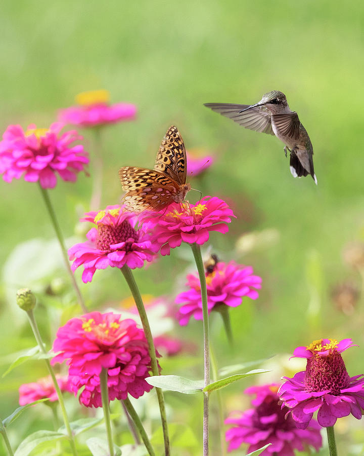 Hummingbird Visits Butterfly Photograph by Deborah Penland
