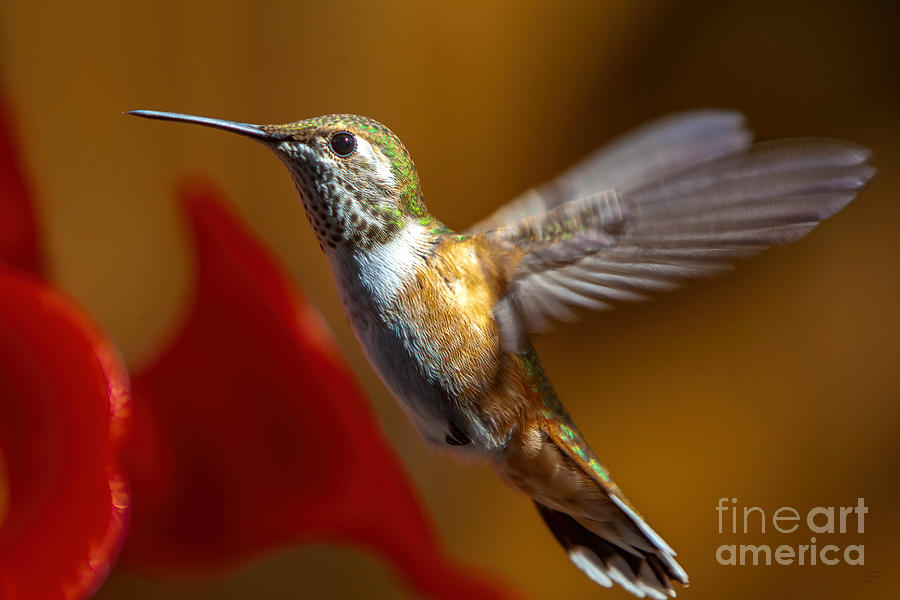 Hummingbird Art Photograph by David Millenheft