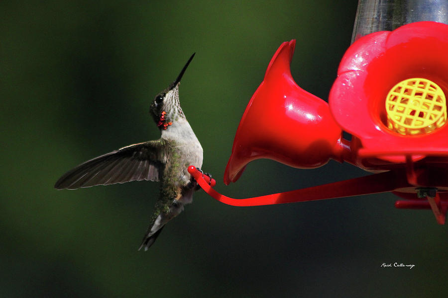 Hummingbird Wars Look Out 3 Bird Wildlife Art Photograph by Reid Callaway