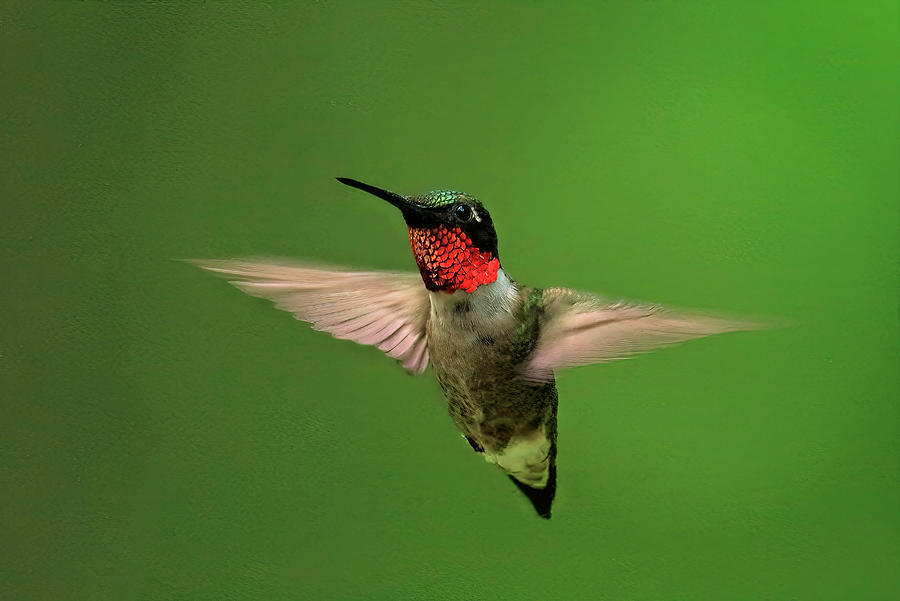 Hummingbird Watching Series Photograph