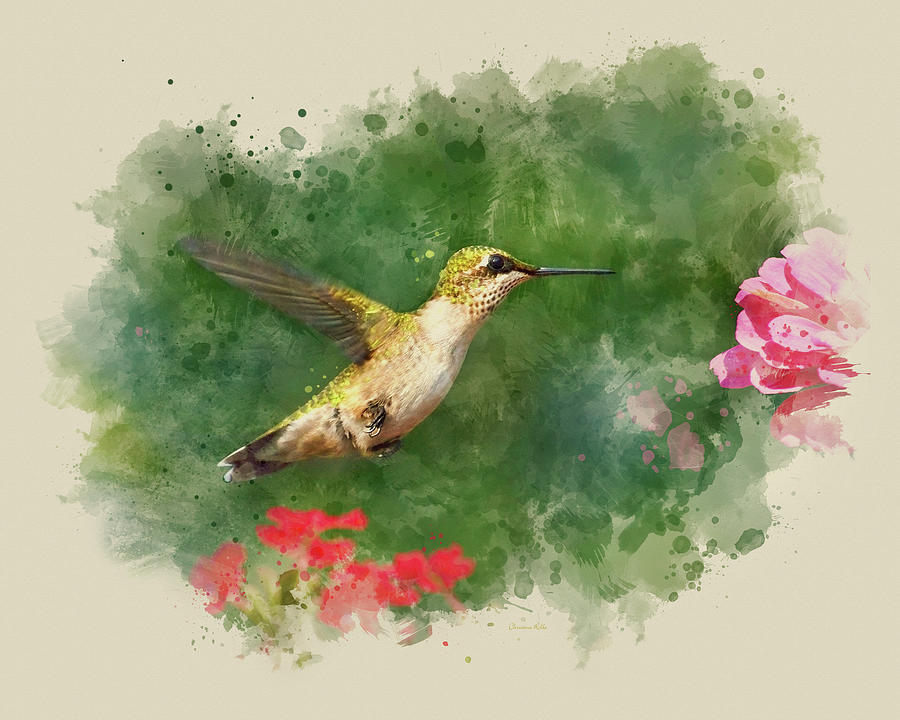 Hummingbird - Watercolor Art Mixed Media by Christina Rollo