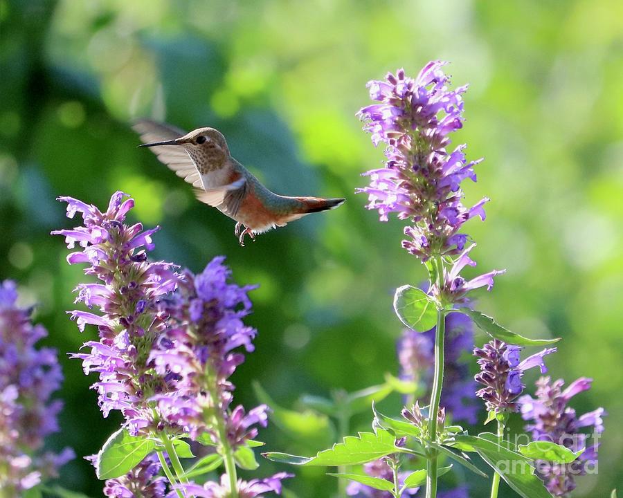 Hummingbird Waving Photograph by Carol Groenen