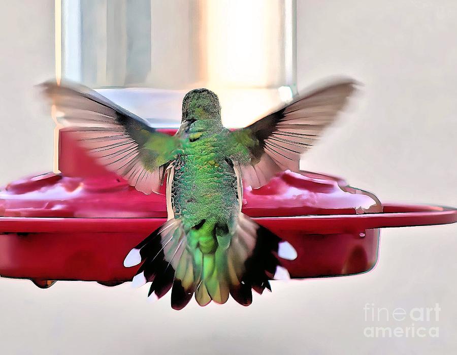 Hummingbird Wing Span Photograph by Charlene Adler
