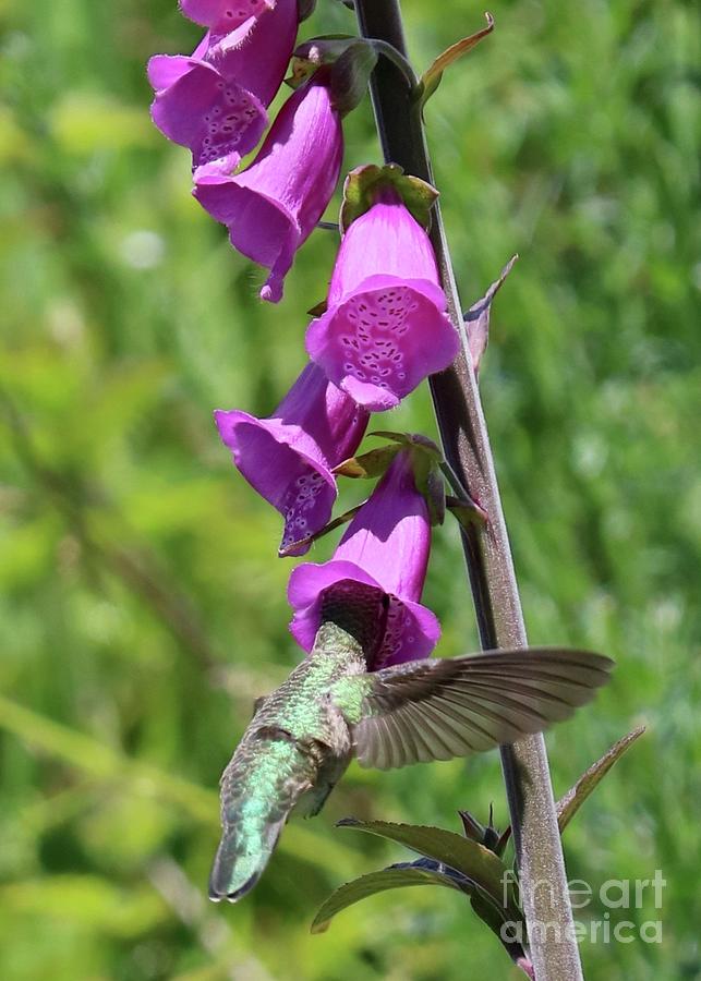 Hummingbird Wings and Foxglove Photograph by Carol Groenen
