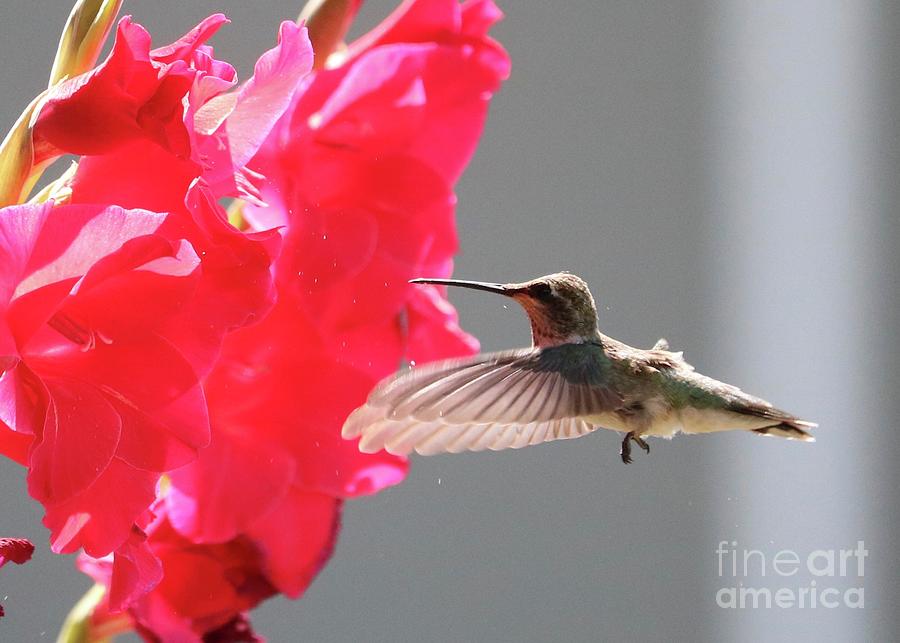 Hummingbird Wings Meet Red Glads Photograph by Carol Groenen