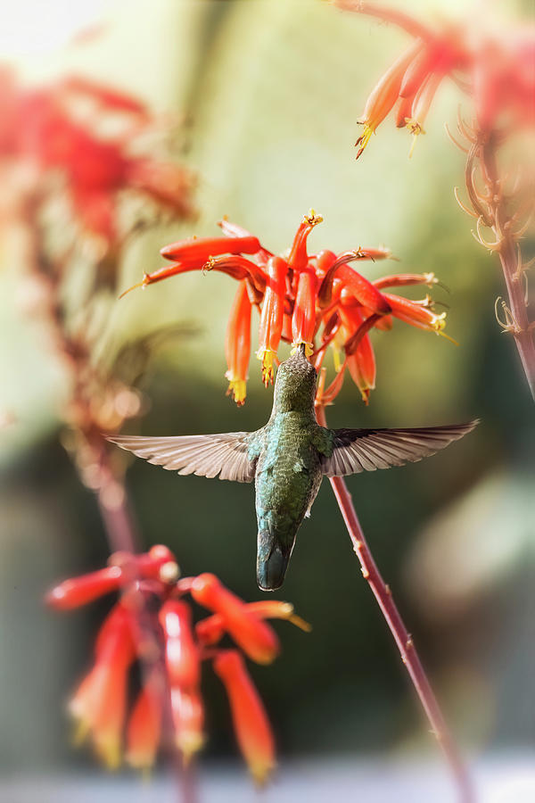 Hummingbird Wings  Photograph by Saija Lehtonen