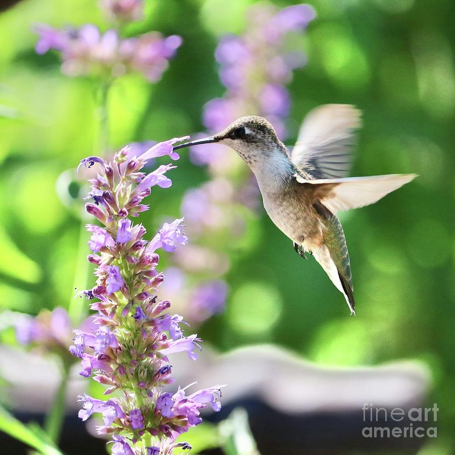 Hummingbird with Agastache and Fountain Photograph by Carol Groenen
