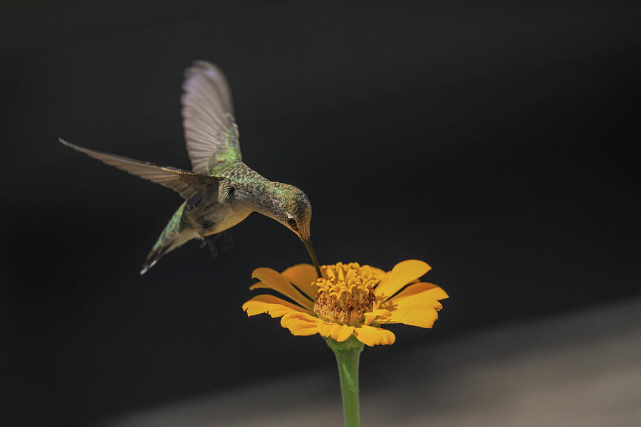 Wildlife Photograph - Hummingbird with beak deep in a Zinnia by Jeff Swan